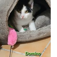 Domino, chatte à adopter