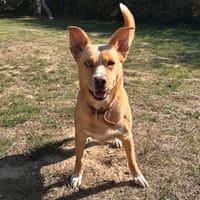 Stela, chienne à adopter