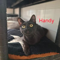Handy, chatte à adopter