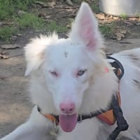 BRIOCHETTE, chienne à adopter