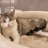 ENDIVE, chat à adopter