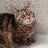 ZAMEE, chatte à adopter