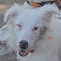 CHOUQUETTE, chienne à adopter
