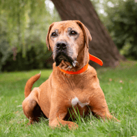 MURPHY (réservé), chien à adopter