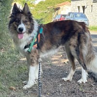 GASTON, chien à adopter