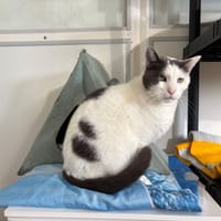 MULAN, chat à adopter