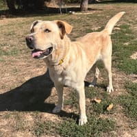 ozzy, chien à adopter