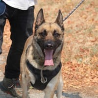 HATCHI, chien à adopter
