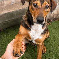 BLUE, chien à adopter