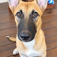 Isis la mini croisée malinoise, chienne à adopter