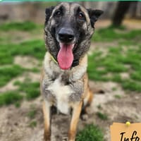 Nella, chienne à adopter