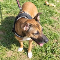 Mia, chienne à adopter