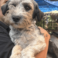 Ginny, female dog to adopt