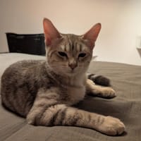 LOURI, chat à adopter