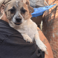 Shira, female dog to adopt