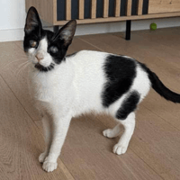 Mary, female cat to adopt
