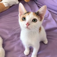 Isis, chatte à adopter