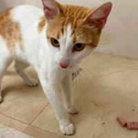 Moonie, cat to adopt
