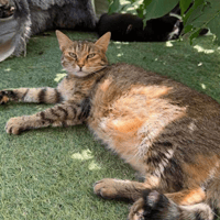 Lala, female cat to adopt