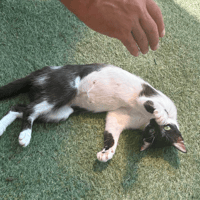Vera, female cat to adopt