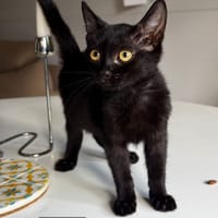 Dexter, chat à adopter