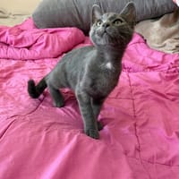 gray, chat à adopter