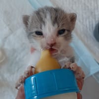 galaxy, chat à adopter