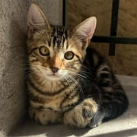 Taz, chat à adopter
