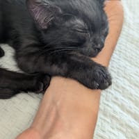 BERLIOZ, chat à adopter