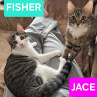 JACE ET FISHER À ADOPTER ENSEMBLE, chat à adopter