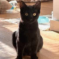 RITALINE À ADOPTER AVEC UN CHAT DÉJÀ PRÉSENT CHEZ VOUS, chatte à adopter
