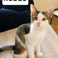 RODÉO A ADOPTER AVEC UN CHAT DÉJÀ PRÉSENT CHEZ VOUS, chat à adopter