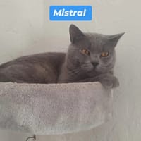 Mistral, chat à adopter