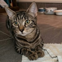 BELETTE, chatte à adopter