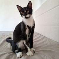 XENA, chatte à adopter