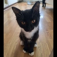 MAZIKEEN, chatte à adopter