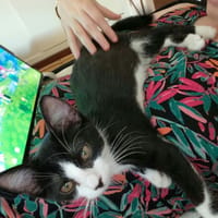 MORPHEUS, chat à adopter