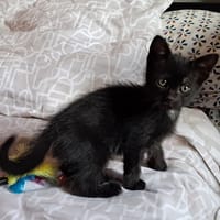TOBAGO, chat à adopter