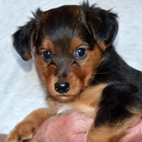 Antonio hat Glück verdient, Hund zur Adoption