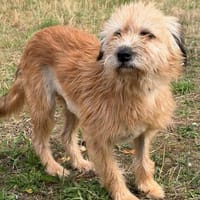 Holly  eine kleine, bezaubernde Herzenshündin, Hündin zur Adoption