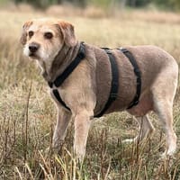 Ray sucht sein liebevolles Für-immer-Zuhause, Hund zur Adoption