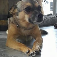 🌸 Lexi such nach ihrem sicheren Zuhause 🌸, Hündin zur Adoption