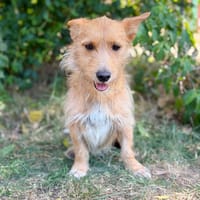 Scotty-Entzückender Hundejunge sucht sein Für-immer-Zuhause!, Hund zur Adoption