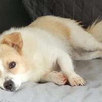 Fröhliche Nessi, auf Pflegestelle in 49536 Lienen, sucht Dic, Hündin zur Adoption