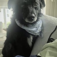 Manni  sucht sein für immer Zuhause, Hund zur Adoption