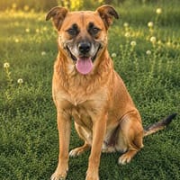 Mezi -Liebevolle Hundemama sucht ein sicheres Zuhause!, Hündin zur Adoption