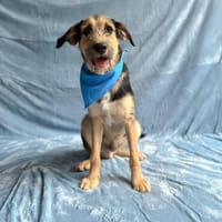 Szotyi- Treue Seele sucht Familienanschluss!, Hund zur Adoption