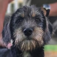 GINA-zuckersüße, kleinbleibende Welpen-Hündin, 32 cm, Hündin zur Adoption