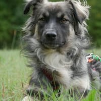 Rüde Franzl  schüchtern, neugierig und lernbereit, Hund zur Adoption