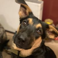 Luna - eine Traumhündin, Hündin zur Adoption